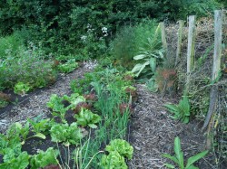 4 Basisprincipes Om Alles Probleemloos Te Combineren In De Natuurlijke Moestuin.combinatieteelt