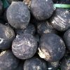Plantbespreking: Zwarte rammenas (Rhaphanus sativus niger)