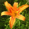 De Invloed van de Elementen op Planten