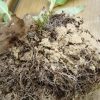Waar halen planten hun voedsel vandaan?