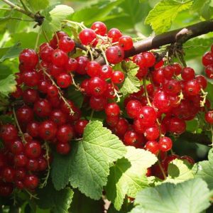 Niets Gaat Verloren in de Natuurlijke MoestuinEen Mooie Tijd in de Tuin Breekt Aan ...