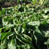 Hoe Smeerwortel Gebruiken als Mulch