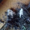 Smeerwortel in overvloed!