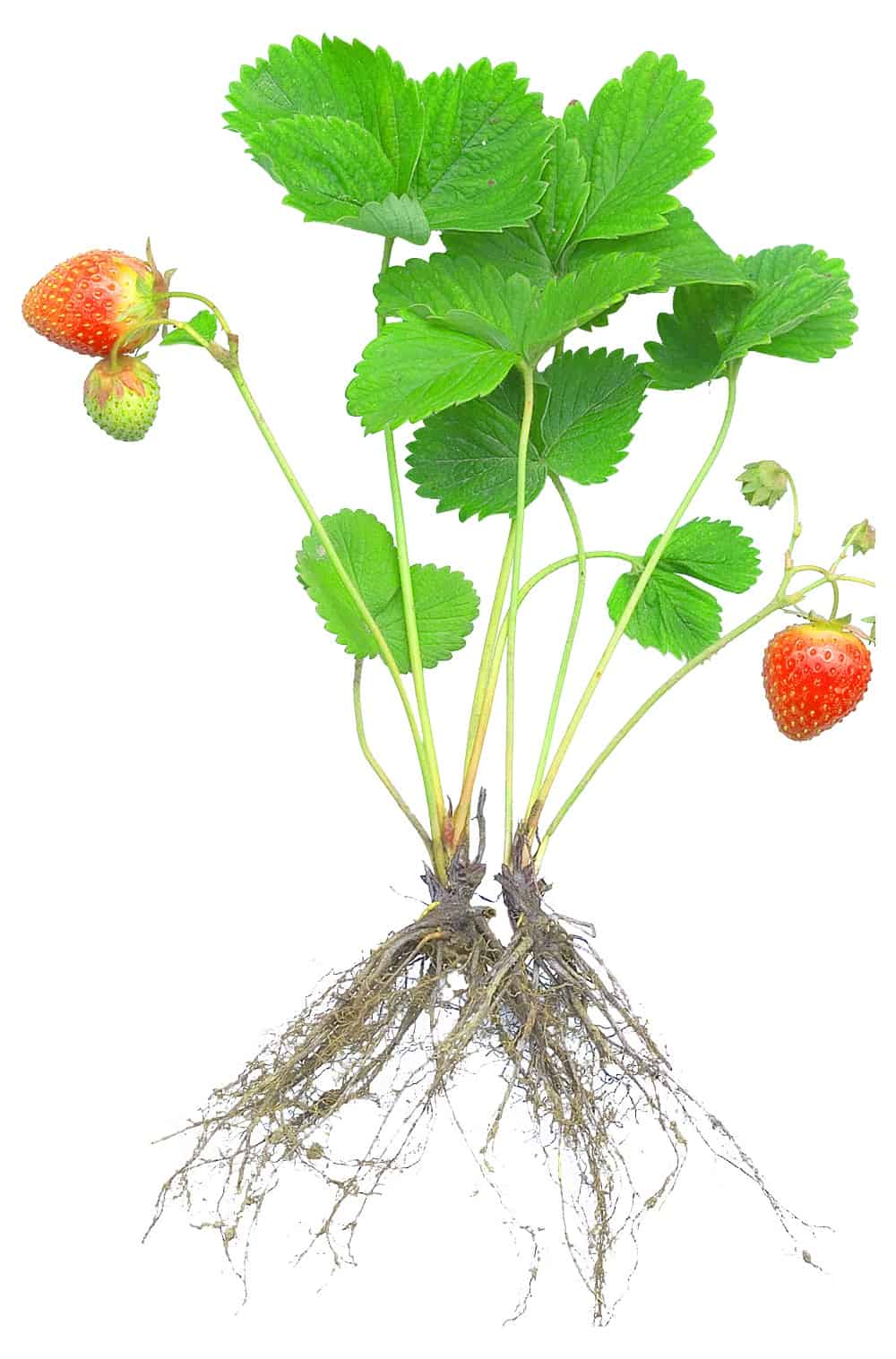 dropship plants Air Purifying Variety Bundle