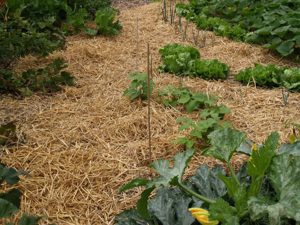 Is een Natuurlijke Moestuin Gemakkelijk?