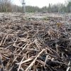 Mulch in het Voorjaar: Extra Werk of Natuurlijk?