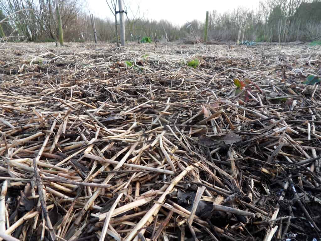 Mulch in het Voorjaar: Extra Werk of Natuurlijk?