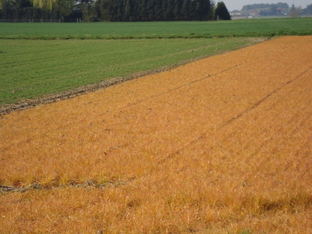 Glyfosaat: Gemak Met een Zware Prijs!