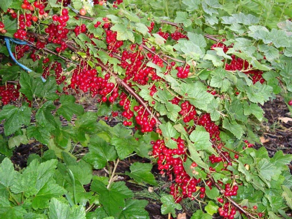 Kleinfruit Moet Je Snoeien, Ook in de Natuurlijke Tuin!