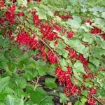 Kleinfruit Moet Je Snoeien, Ook in de Natuurlijke Tuin!