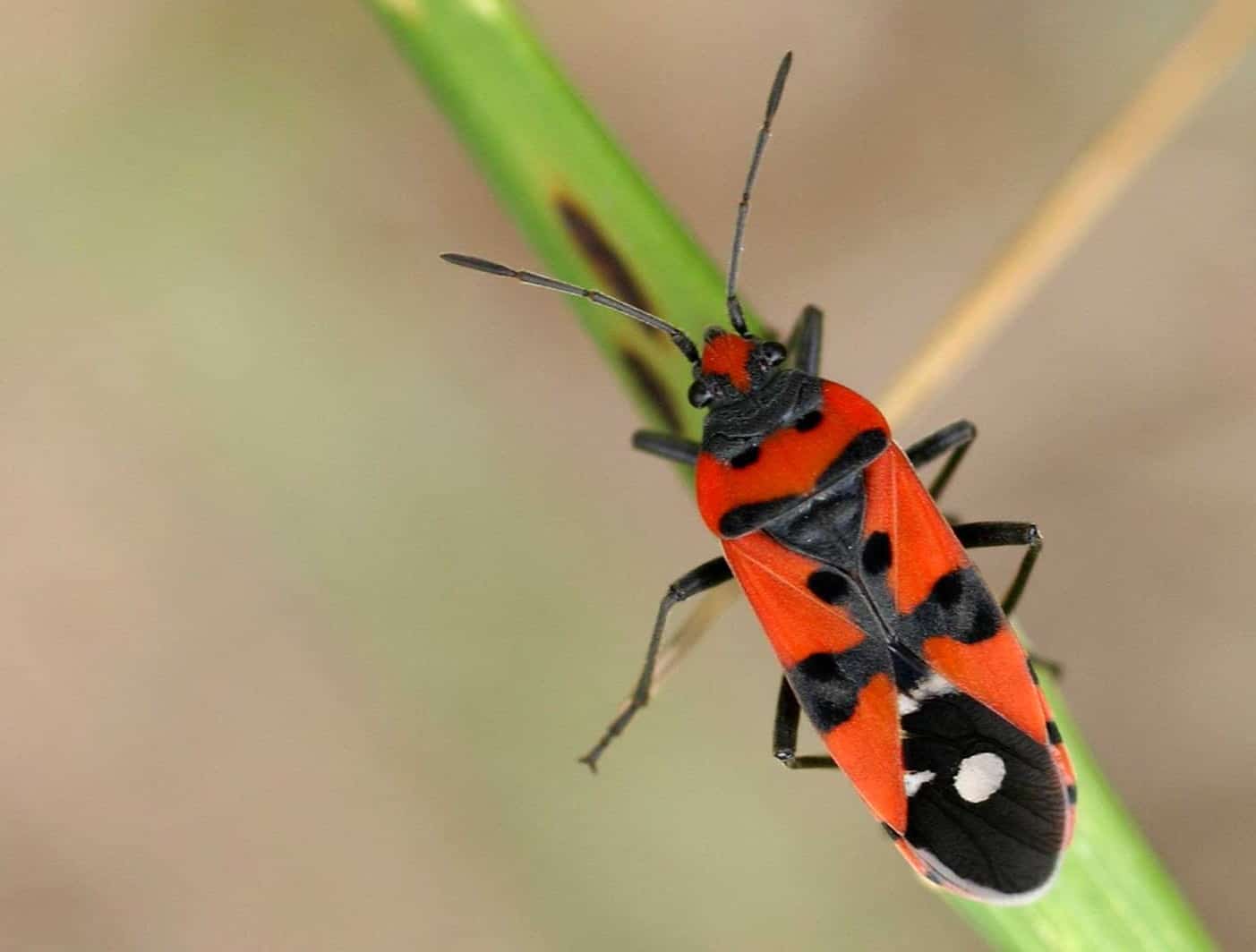 Tuinbewoners: Graag gezien of niet?