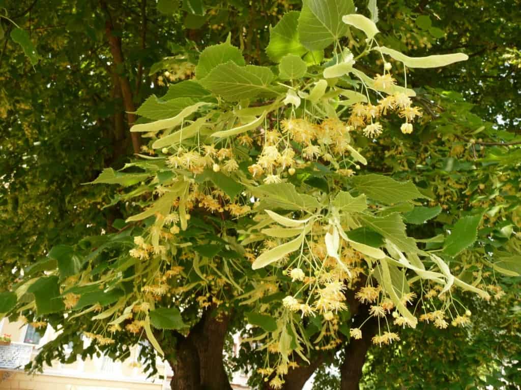 Kruidenweetjes: Linde (Tilia)