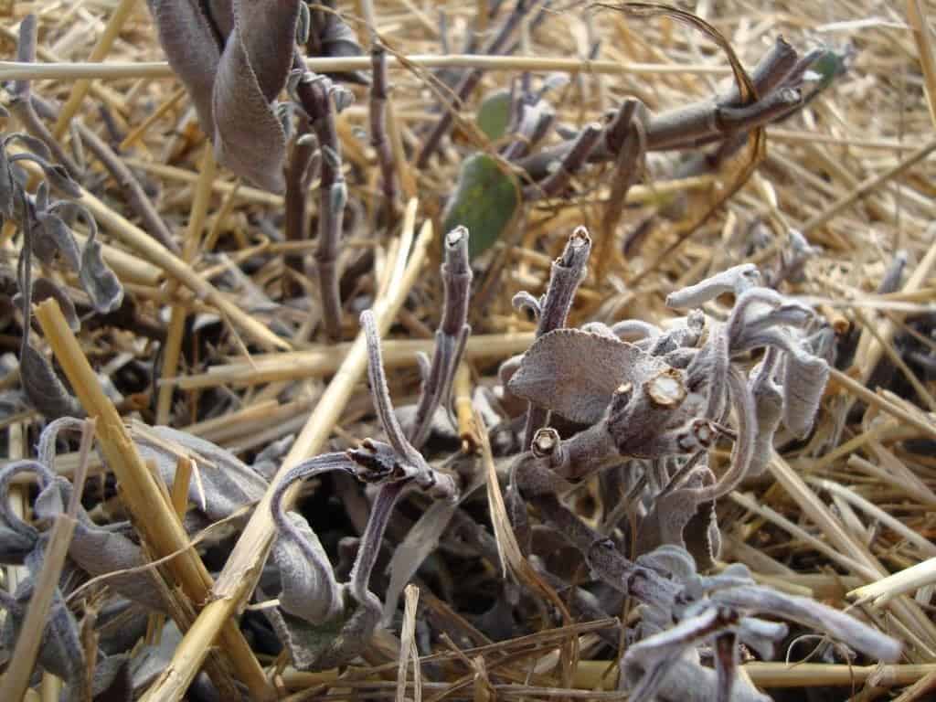 Wij Hebben Kabouters in de Tuin. Of Toch Niet?