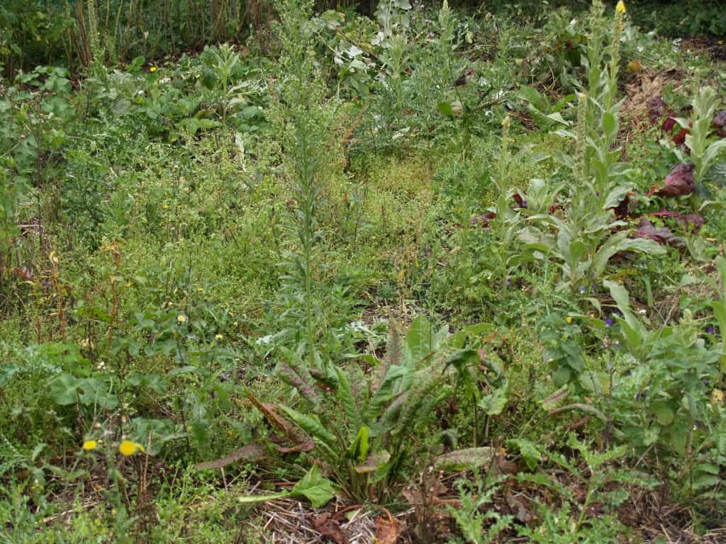 Een Stukje Wildernis Hoort Thuis in Elke Moestuin!