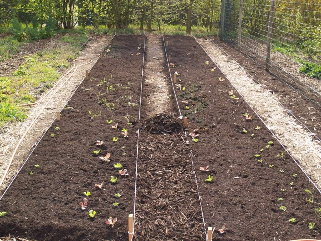 Mijn Bieten en Wortelen Groeien Niet in Mijn Compost!