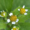 Plantbespreking: Knopkruid (Galinsoga)