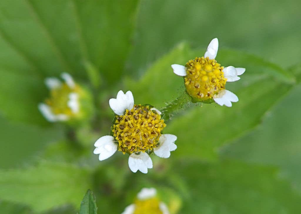 Plantbespreking: Knopkruid (Galinsoga)