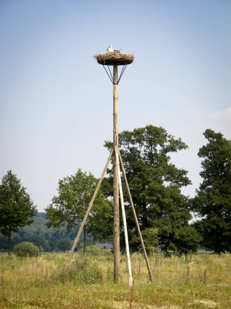 Voedselbossen Horen Niet Thuis In een Gewone Tuin. Of Wel?