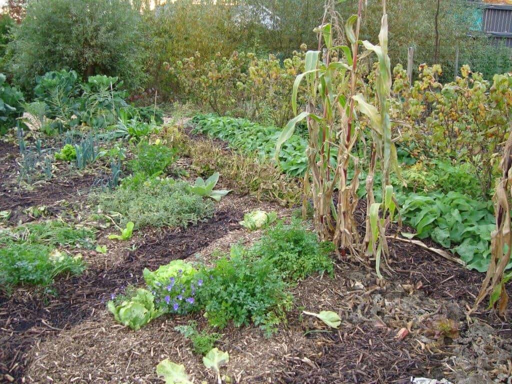 Afdekken met Karton en Stro Geeft Snel een Goed Resultaat