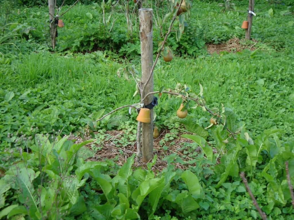 Voor Mij Is de Discussie Beslecht: Fruitbomen Moet Je Niet Snoeien!