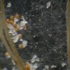 Het Fabeltje Over de Mycorrhiza Ontkracht