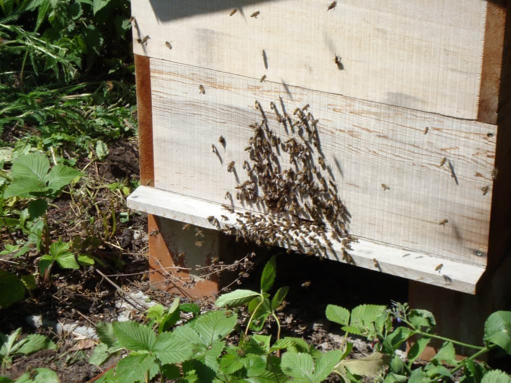 Winterlezingen op Yggdrasil: Imkeren, Composttoiletten, Waterzuivering en Zoveel Meer!