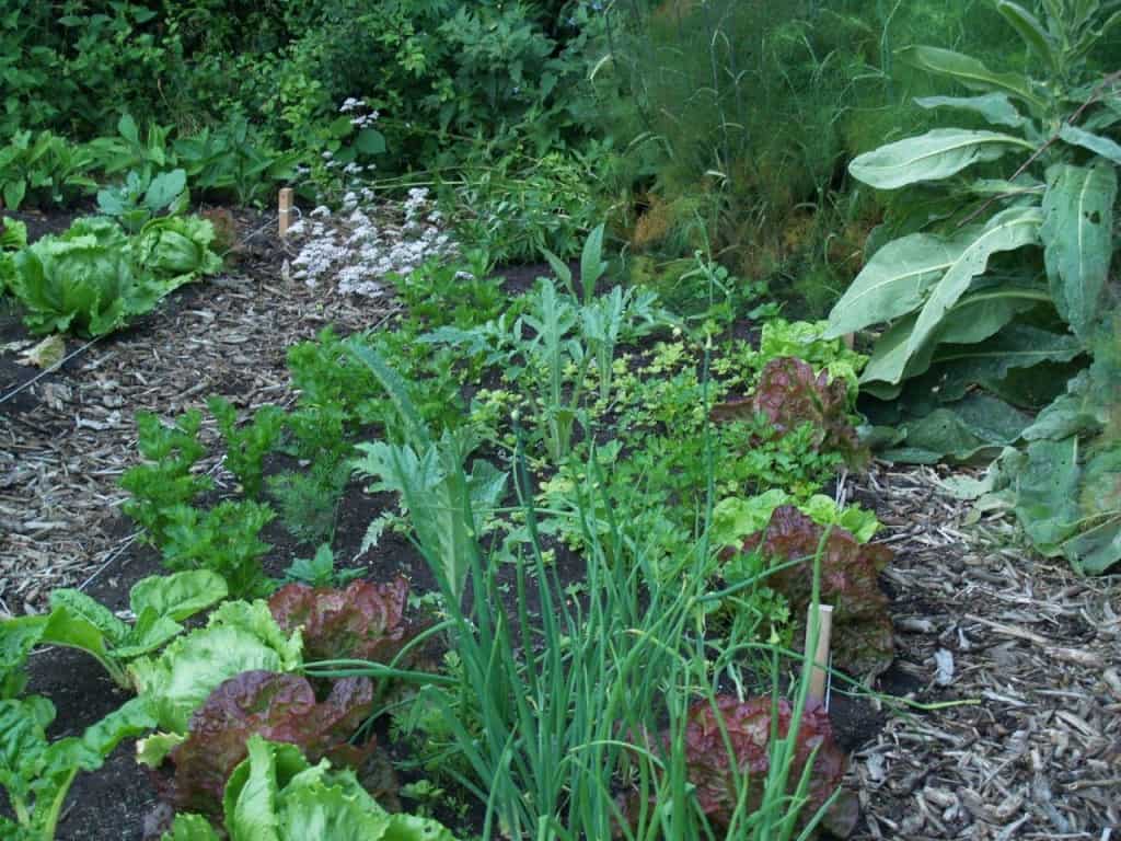 Vier Essentiële Zaken voor Gegarandeerd Succes in Je Natuurlijke Tuin!