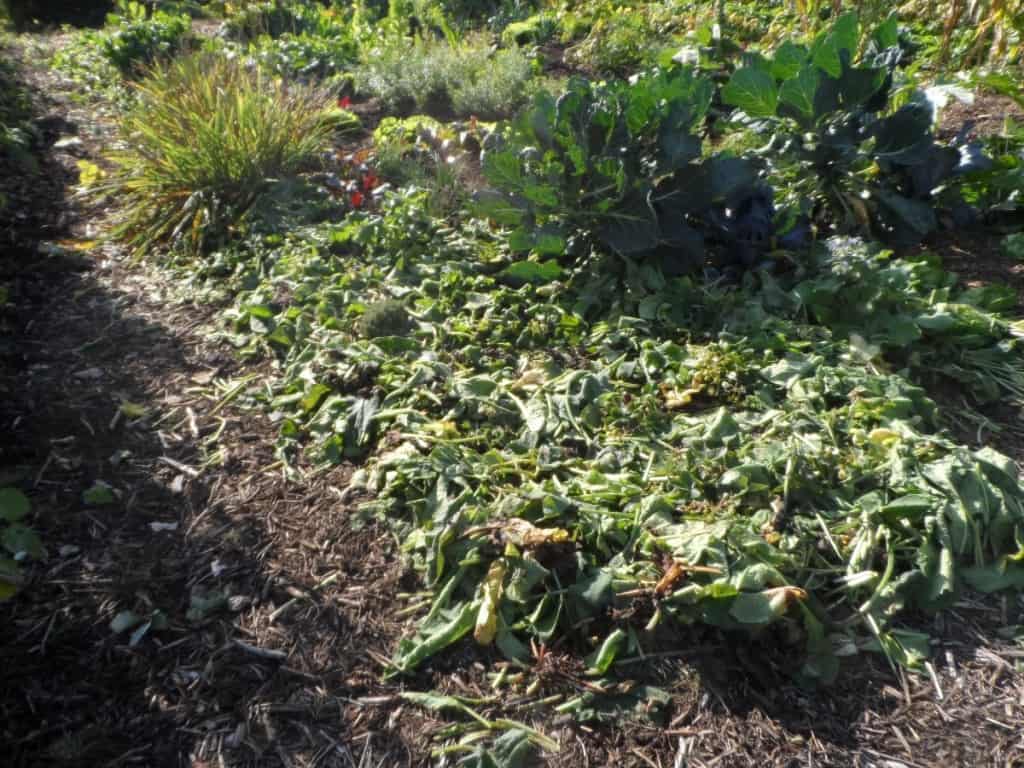 De 6 Voordelen van Groenbemesters