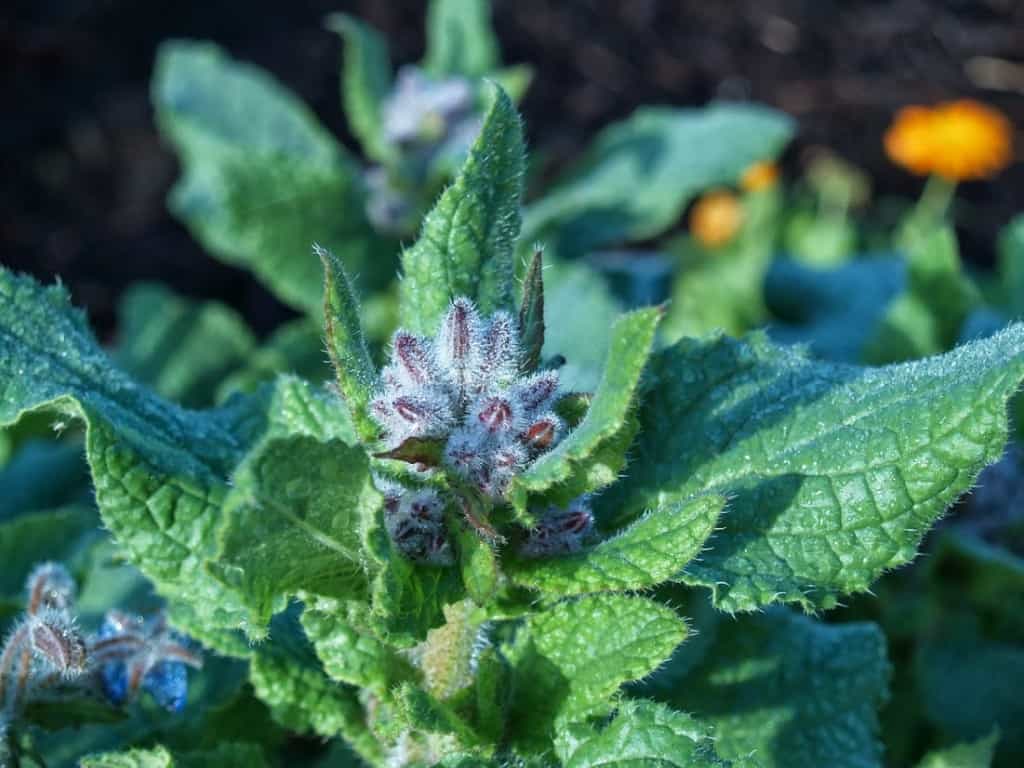 Plantbespreking: Bernagie (Borago officinalis)