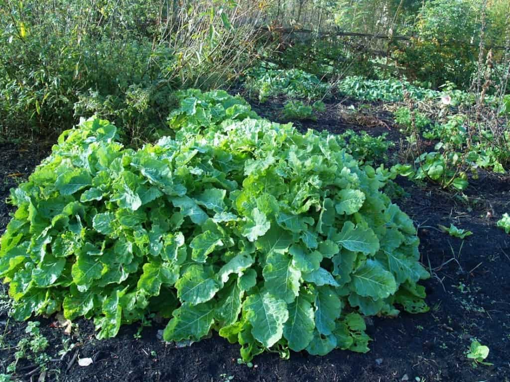 Plantbespreking: Eeuwig Moes of Splijtkool