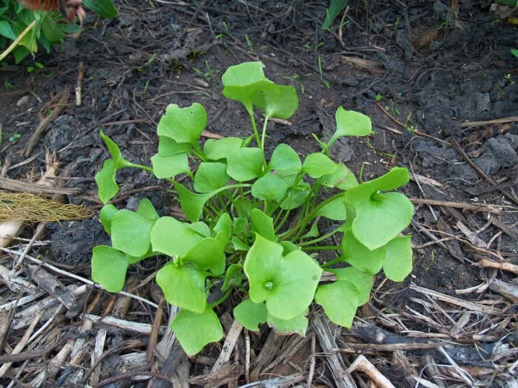 Plantbespreking: Winterpostelein (Claytonia perfoliata D.)