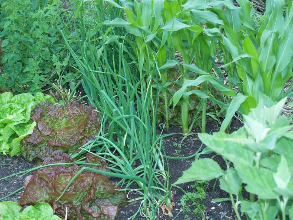 Vragen over ons Combinatie-Systeem Schijnbare Chaos