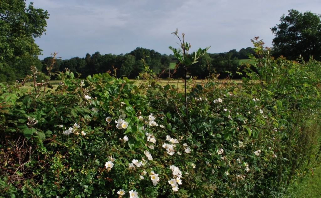 7 Voordelen van een (Gemengde) Haag in je Tuin