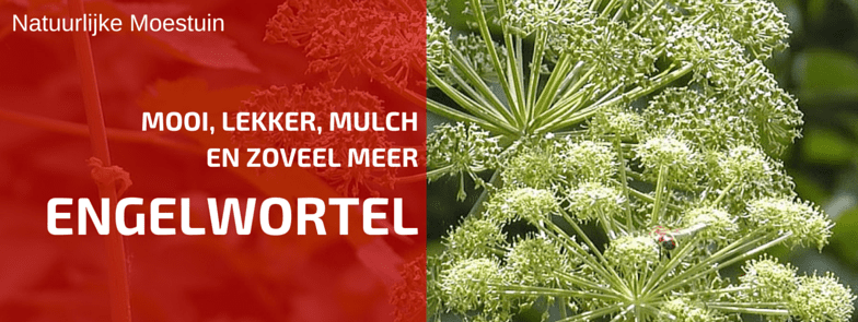 Plantbespreking: Grote Engelwortel (Angelica archangelica L.)