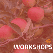 Workshops