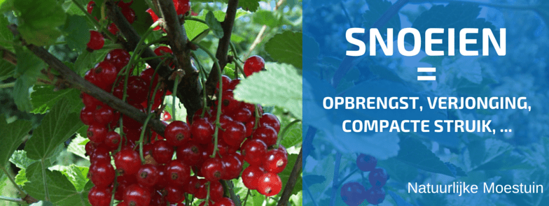 Snoeien van Aalbessen in Tekst en Beeld