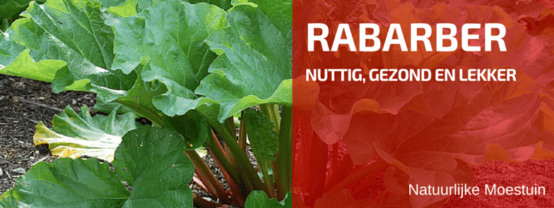 Plantbespreking: Rabarber (Rheum rhabarbarum)
