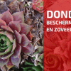 Kruidenbespreking: Donderblad of echt huislook (Sempervivum tectorum)