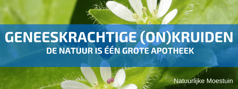 Onkruiden Die Je Helpen in het Voorjaar!