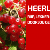 Fruit in Overvloed, Klaar Om Te Plukken