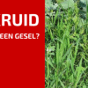 Onkruid In Je Tuin: Nuttig of een Gesel?