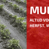 Mulch Is Een Zegen In De Zomer!