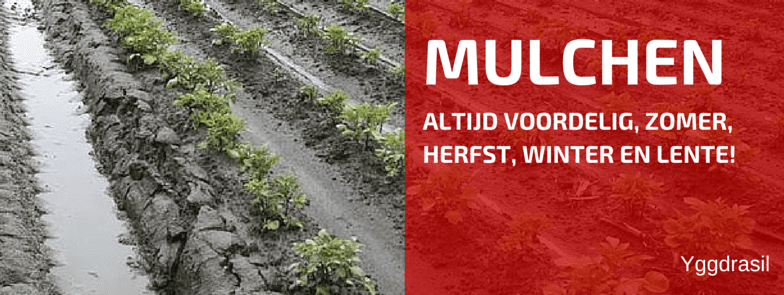 Mulch Is Een Zegen In De Zomer!