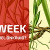 Plantbespreking: Kweek (Elytrigia repens L.)