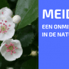 Plantbespreking: Meidoorn (Rozenfamilie, Rosaceae)