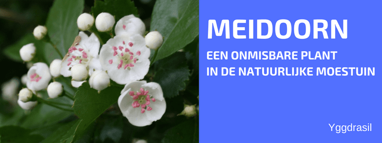 Plantbespreking: Meidoorn (Rozenfamilie, Rosaceae)