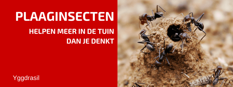 Hebben Plaaginsecten Ook Gewenste Functies?