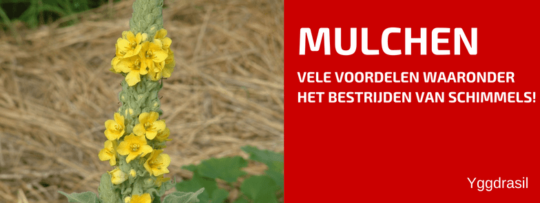 Saponines (via mulch) Verbeteren uw Bodem