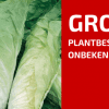 Plantbespreking: Groenlof (Cichorium intybus var. foliosum)