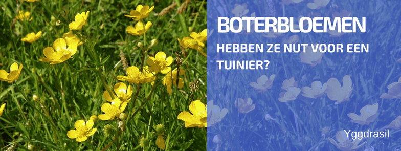 Plantbespreking: De Boterbloem